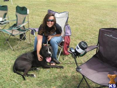 Stud Dogs in TX